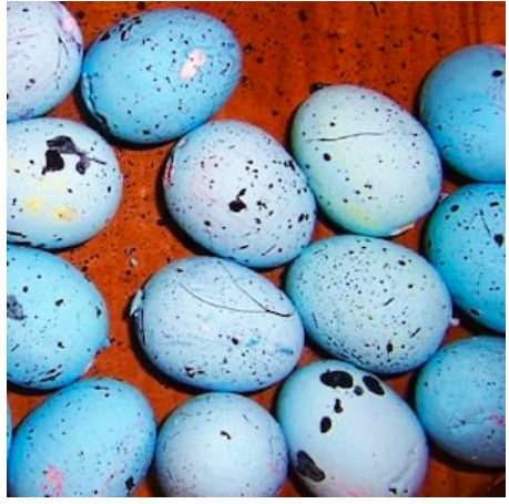 diy--e--ds-robins-eggs--madincrafts.com.png