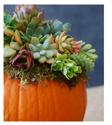 diy--f--pumpkin-succulent-centerpiece--simplyhappenstance.com.png