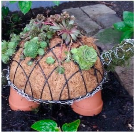 diy--sp--ds-succulents-turtle-topiary--gardeningintheshade.com.png