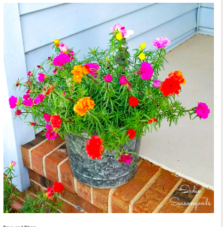 diy--sp--galvanized--sadieseasongods.com.png diy--sp--galvanized--sadieseasongods.com.png