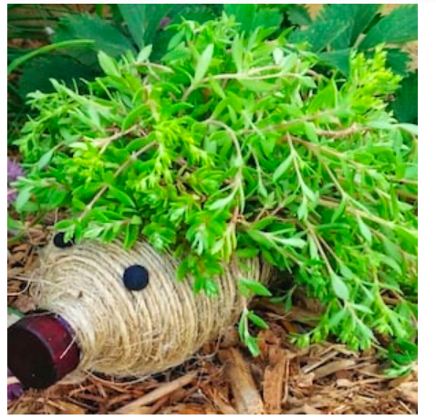 diy--sp--hedgehog-bottle-planter--susiequte.com.png
