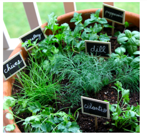 diy--sp--one-pot-herb-gardening--blackeiffel,com.png