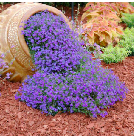 diy--sp--overflowing-planter--interiorholic.com.png diy--sp--overflowing-planter--interiorholic.com.png