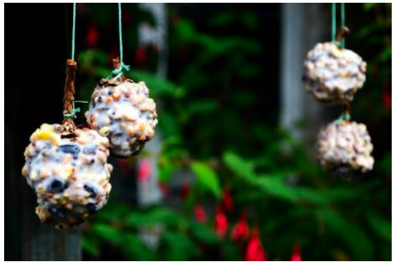 diy--sp--pinecone-birdfeeder--dragonflybluecraft.com.png