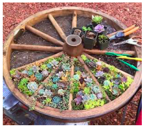 diy--sp--wagon-wheel-succulent-garden--sourceunknown.png