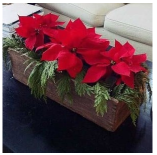 diy--ch--poinsettias--sourceunknown.png diy--ch--poinsettias--sourceunknown.png