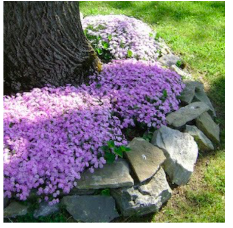 diy--sp--circular-flower-bed--sourceunknown.png