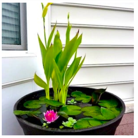 diy--sp--container-water-garden--whattsyourlovestory.com.png