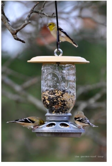 diy--sp--mason-jar-birdfeeders==thegardenroofcoop.com.png diy--sp--mason-jar-birdfeeders==thegardenroofcoop.com.png