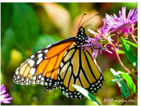 diy--spring--butterflygarden==h20bungalow.com.png